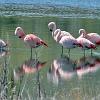 Chilean Flamingoes, Chacabuco Valley - Patagonia